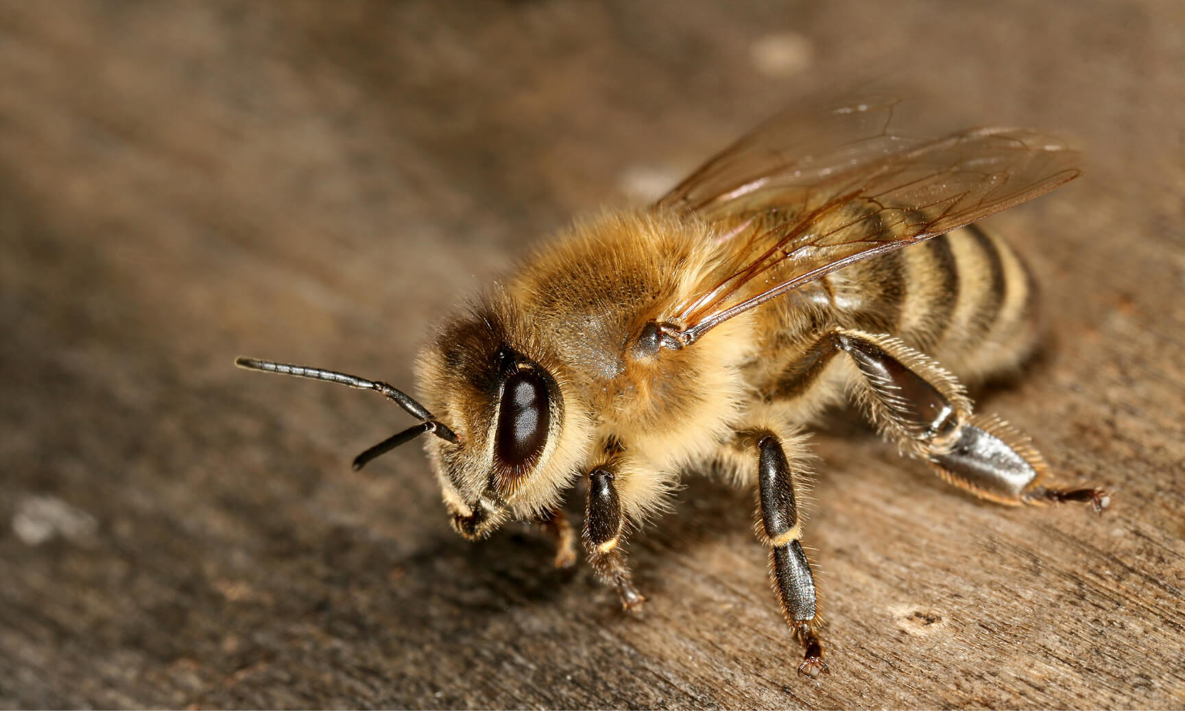 "Casele de albine" fabricate aditivat pentru a stimula interesul public pentru prezervarea albinelor