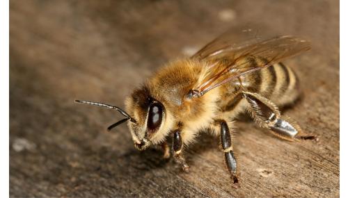 "Casele de albine" fabricate aditivat pentru a stimula interesul public pentru prezervarea albinelor